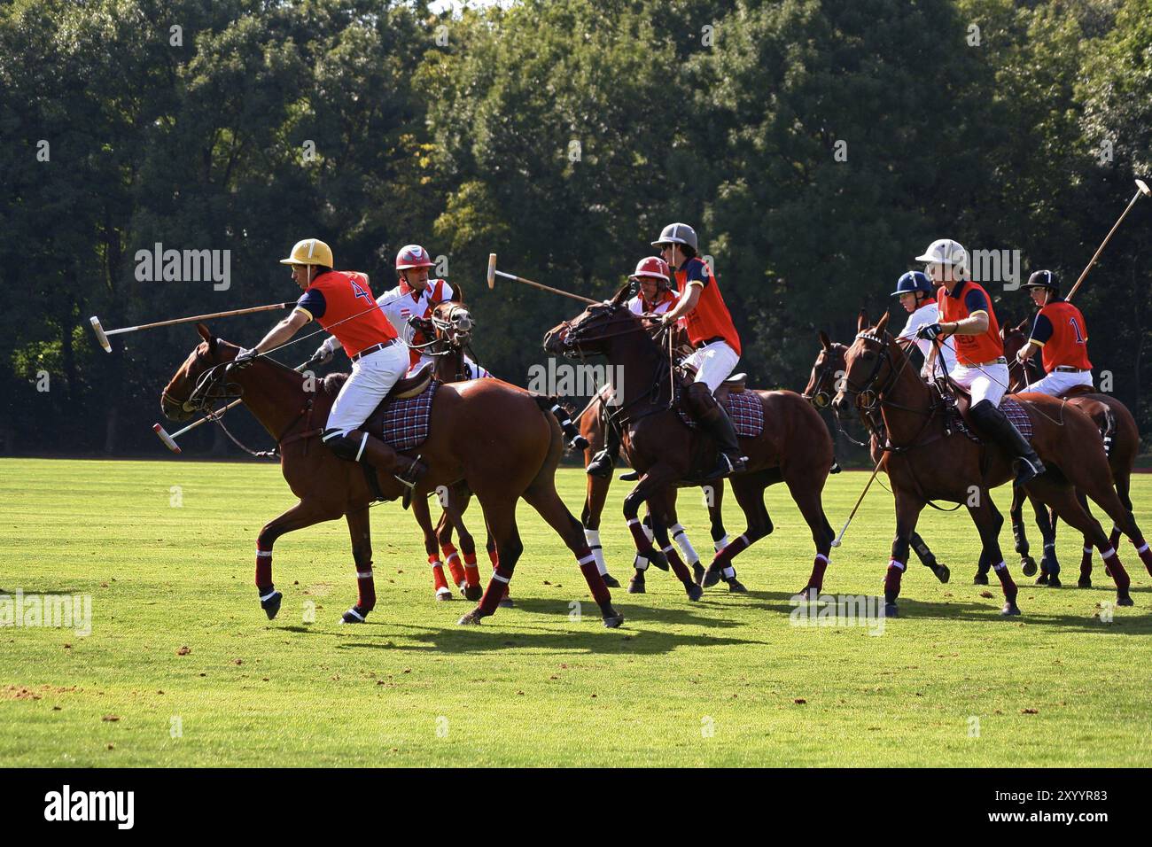 Polo EM Stockfoto