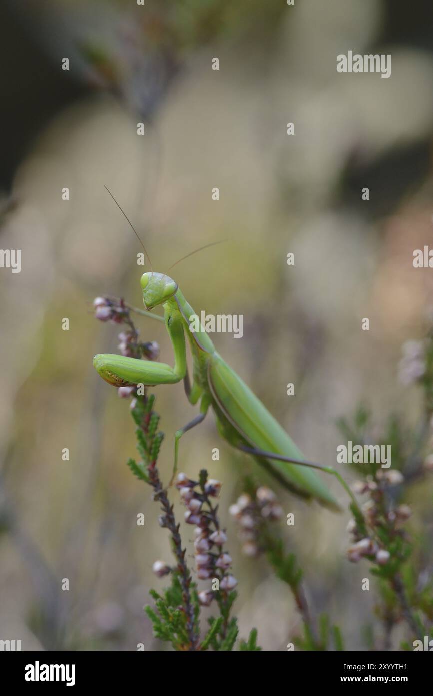 Europäische Mantis, die auf Beute wartet. Betende Mantis in der Oberlausitz, die auf Beute wartet Stockfoto