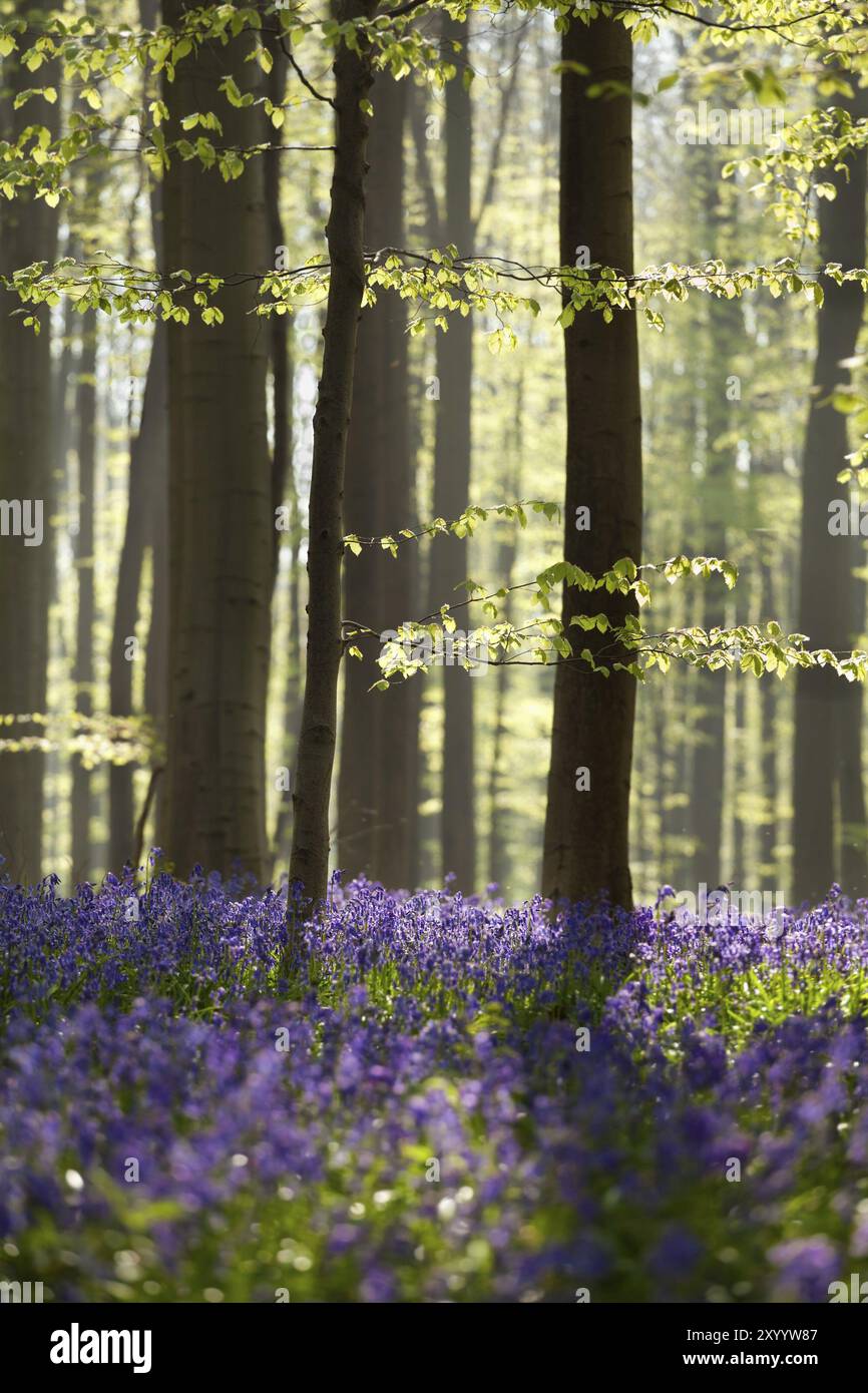 Sonniger Frühlingswald mit Glockenblumen, Hallerbos, Belgien, Europa Stockfoto