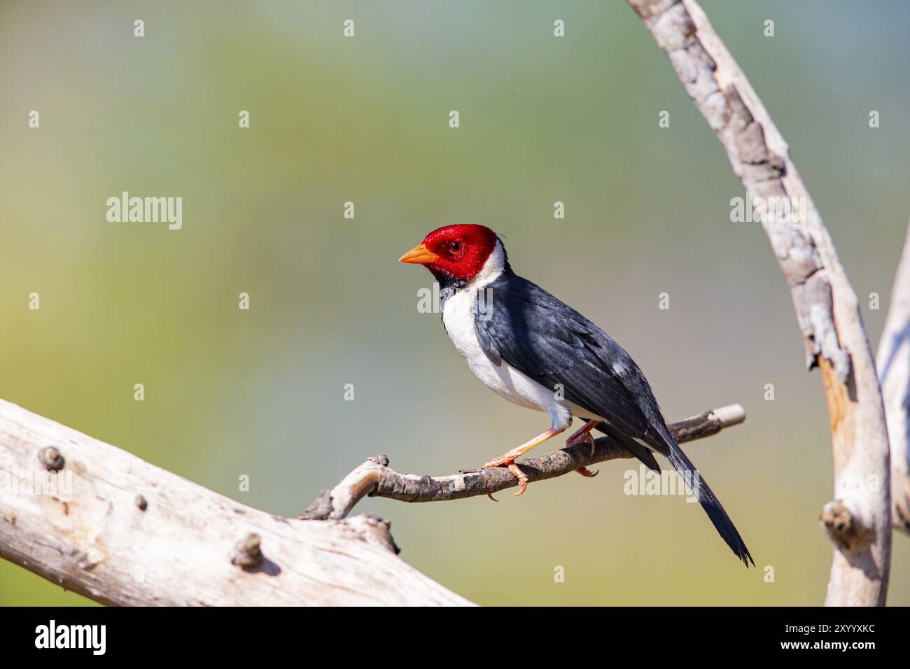 Der Rotkappenkardinal (Paroaria gularis) Pantanal Brasilien Stockfoto