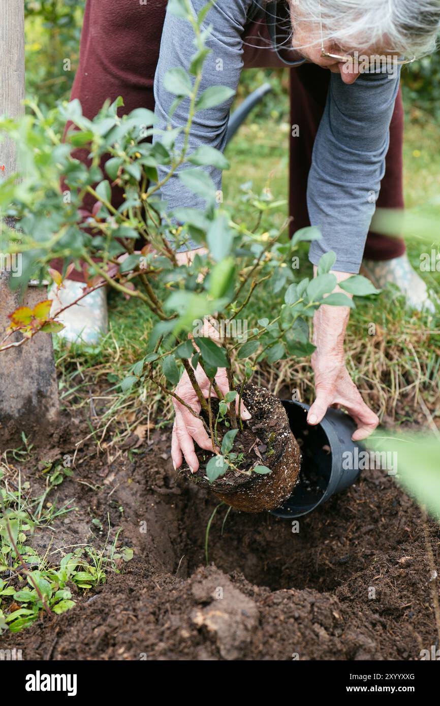 Gärtner, der einen jungen Heidelbeerstrauch (Vaccinium corymbosum) pflanzt Stockfoto