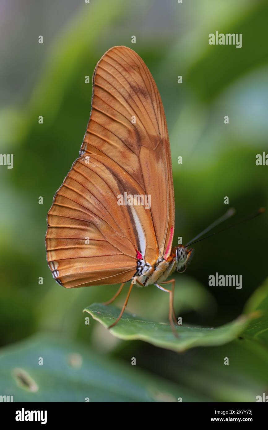 Fackel-Schmetterling (Dryas iulia moderata), orangefarbener Schmetterling, der auf einem Blatt sitzt, Provinz Alajuela, Costa Rica, Mittelamerika Stockfoto