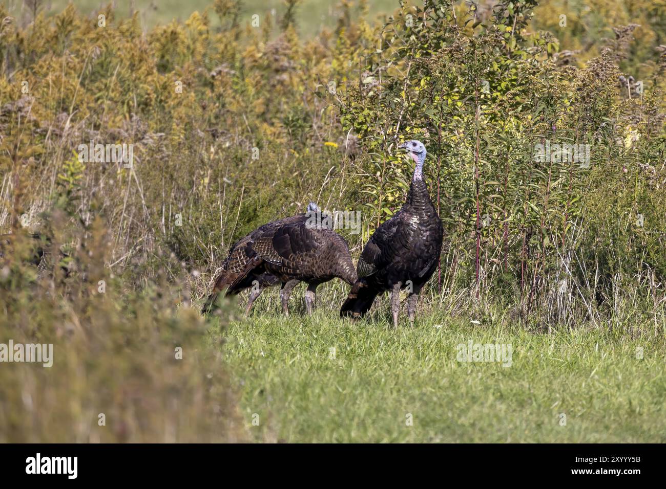 Wilde Truthühner auf der Wiese Stockfoto