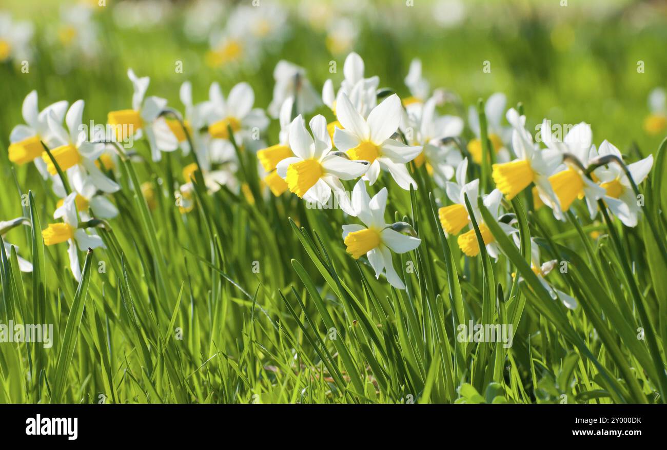 Wilde Narzissen (Narcissus pseudonarcissus) auf einer Wiese im Frühjahr. Narcissus pseudonarcissus, allgemein bekannt als Wildnarzissen oder Fastlilie im Frühjahr Stockfoto