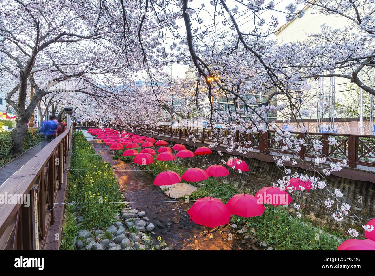 Frühlingsfest der Kirschblüte im Yeojwacheon Stream, Jinhae, Südkorea, Asien Stockfoto