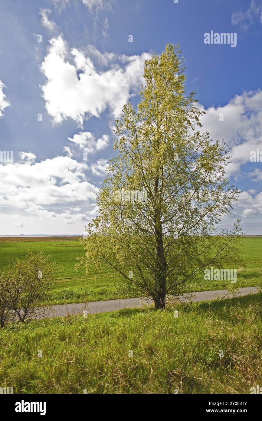 Landschaft auf dem Fischland-Darss Stockfoto