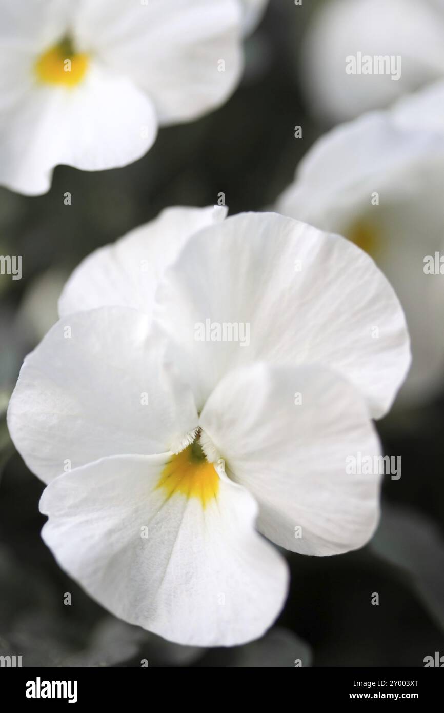 Gehörntes Violett (Viola cornuta, Stiefmütterchen) Stockfoto