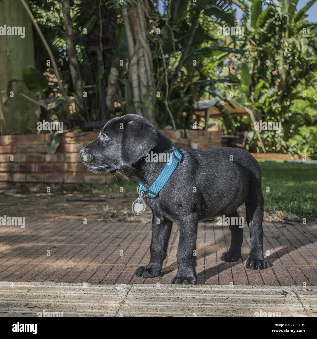 Labrador-Welpe draußen spielen Stockfoto