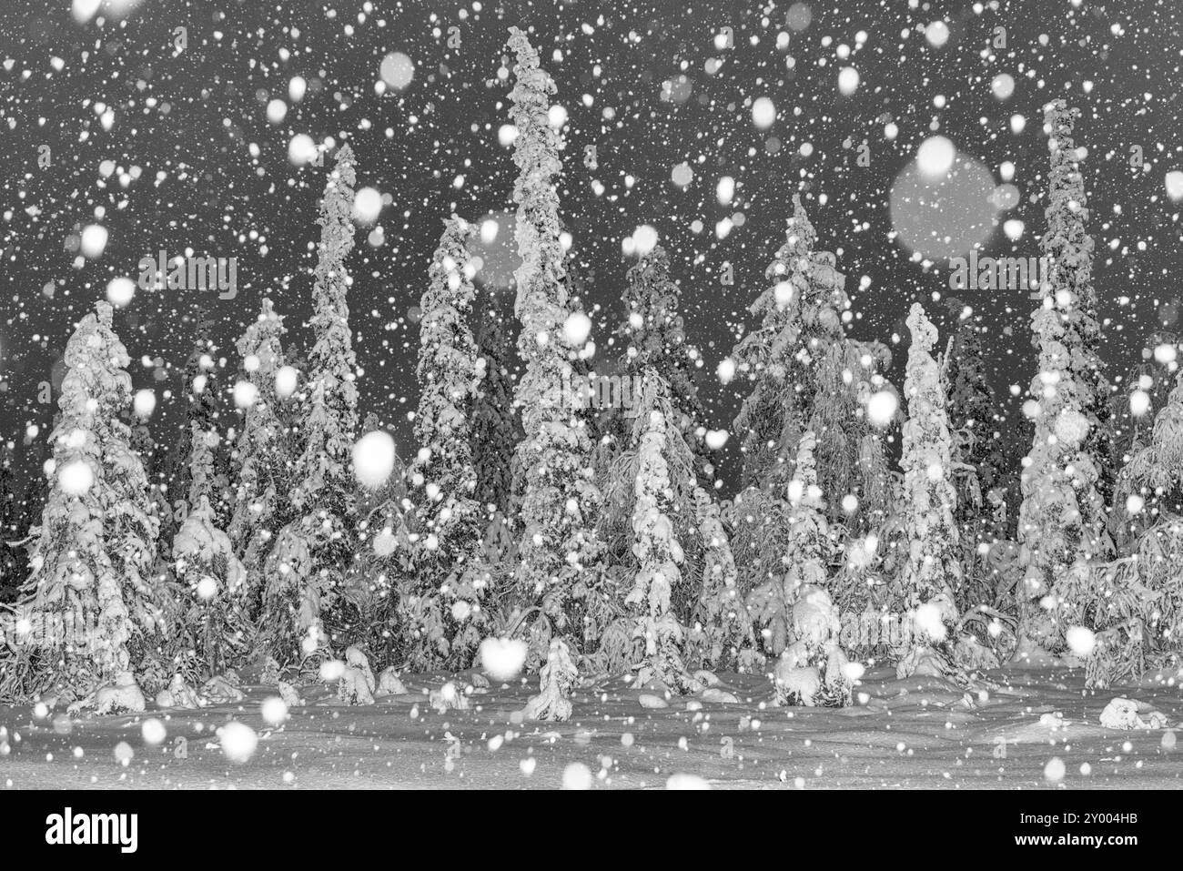 Schneefall, Stubba Nature Reserve, Laponia World Heritage Site, Norrbotten, Lappland, Schweden, November 2015, Europa Stockfoto