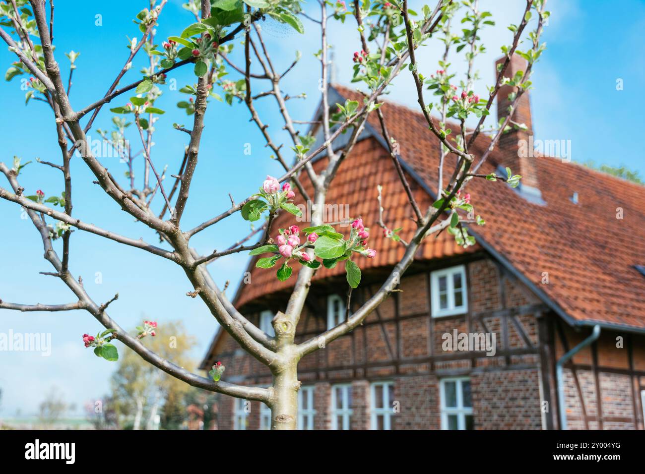 Deutschland, Nordrhein-Westfalen, Petershagen, junger Apfelbaum mit Knospen im April mit einem traditionellen westfälischen Bauernhof im Hintergrund. Stockfoto