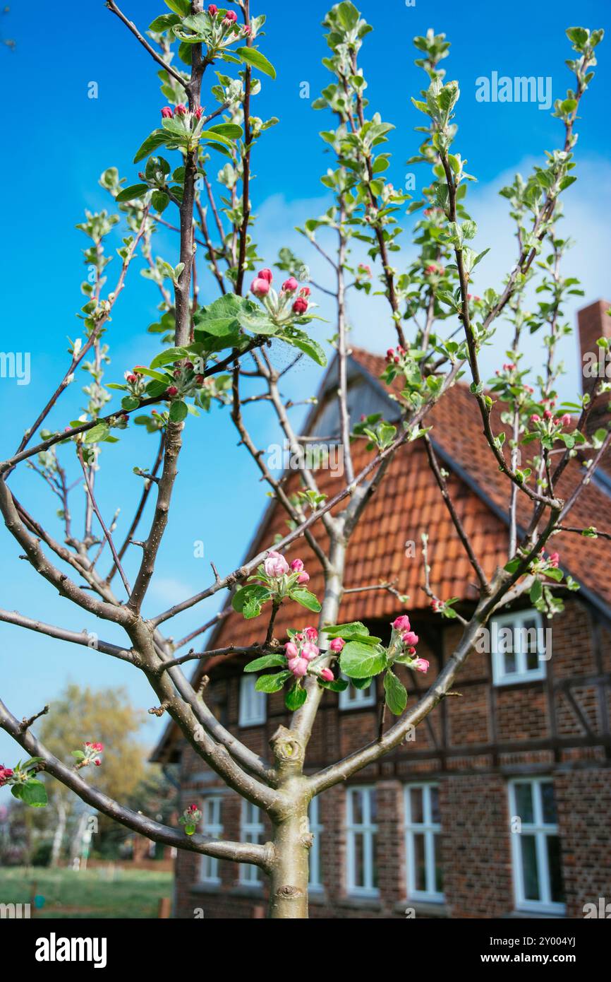 Deutschland, Nordrhein-Westfalen, Petershagen, junger Apfelbaum mit Knospen im April mit einem traditionellen westfälischen Bauernhof im Hintergrund. Stockfoto