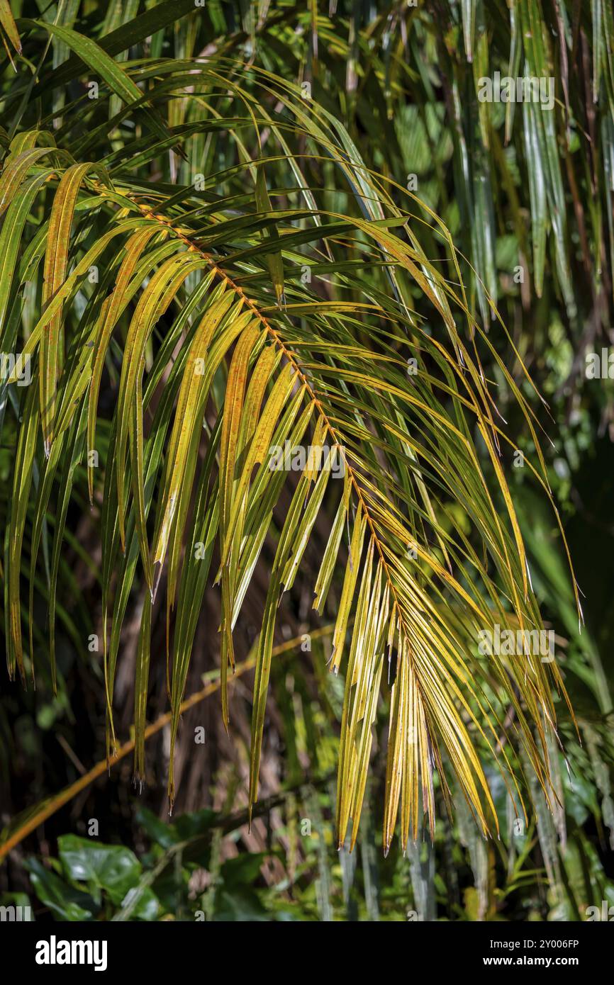 Palme, Details im Dschungel, dichte Vegetation, Tortuguero Nationalpark, Costa Rica, Mittelamerika Stockfoto