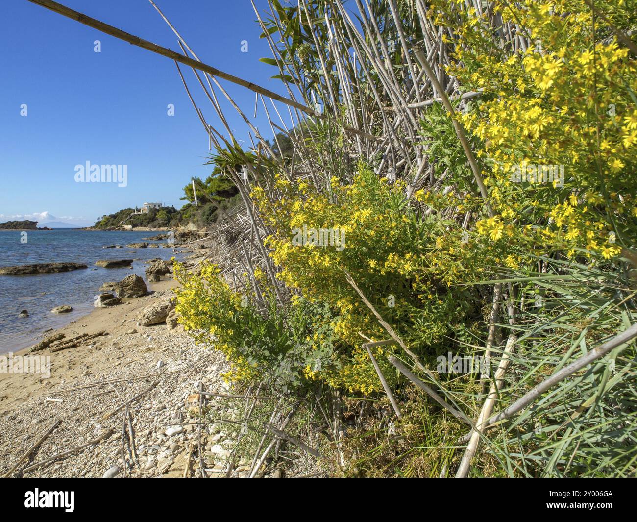 Küste mit gelben Blumen und grünen Pflanzen am Strand, das blaue Meer und ein klarer Himmel im Hintergrund, katakolon, mittelmeer, griechenland Stockfoto