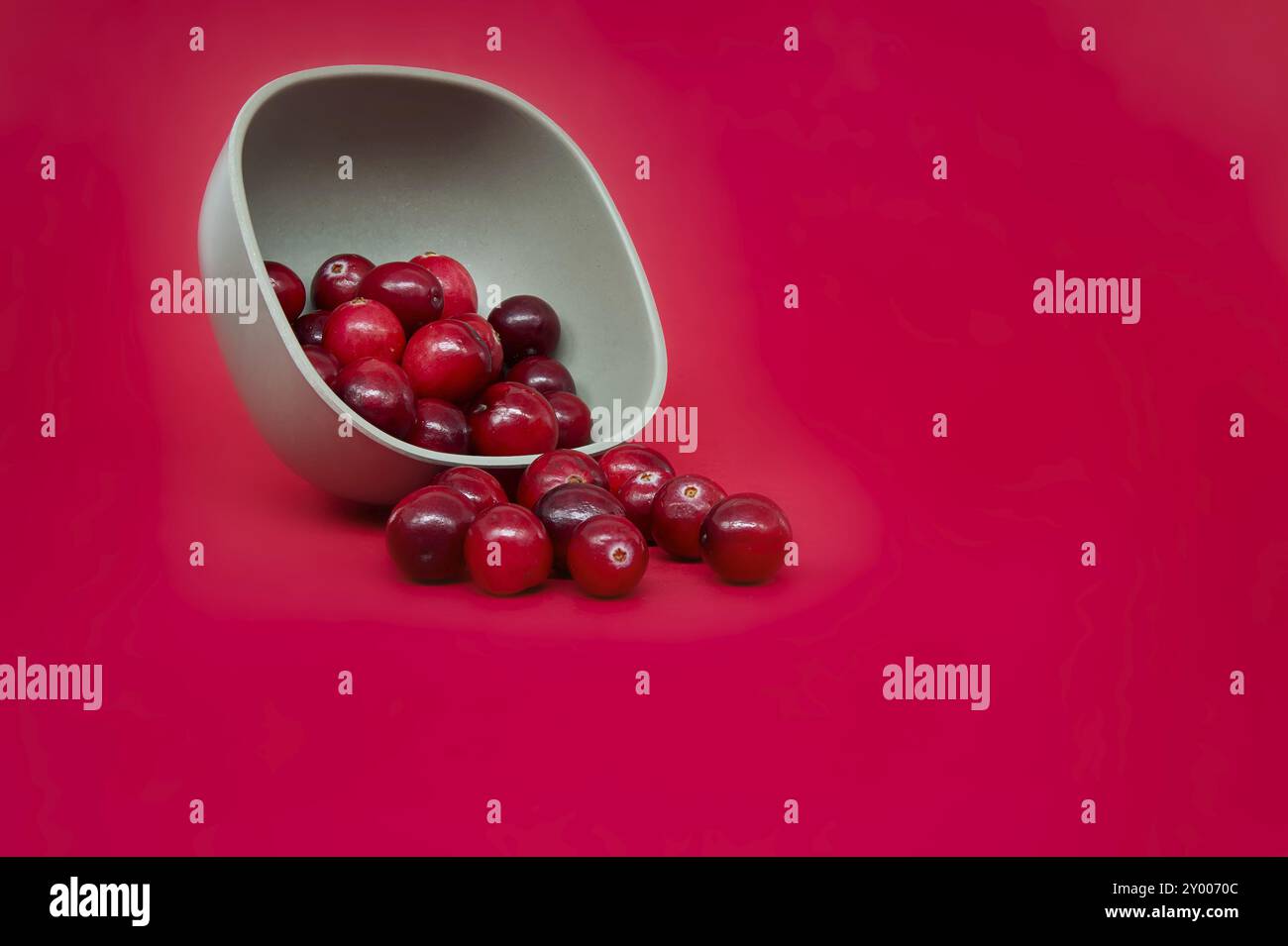 Graue Schüssel gefüllt mit frischen Preiselbeeren vor einem leuchtend roten Hintergrund, einige Preiselbeeren sind aus der Schüssel verschüttet und auf der Oberfläche verstreut Stockfoto