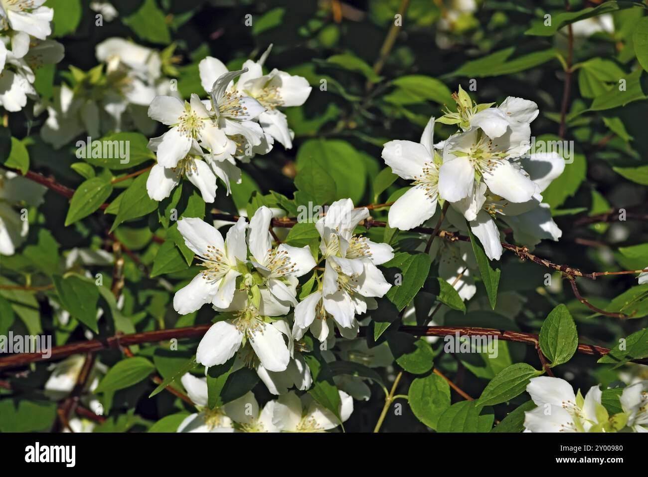 Schöne Blumen Mock-Orange (Philadelphus) hautnah im Frühjahr Stockfoto