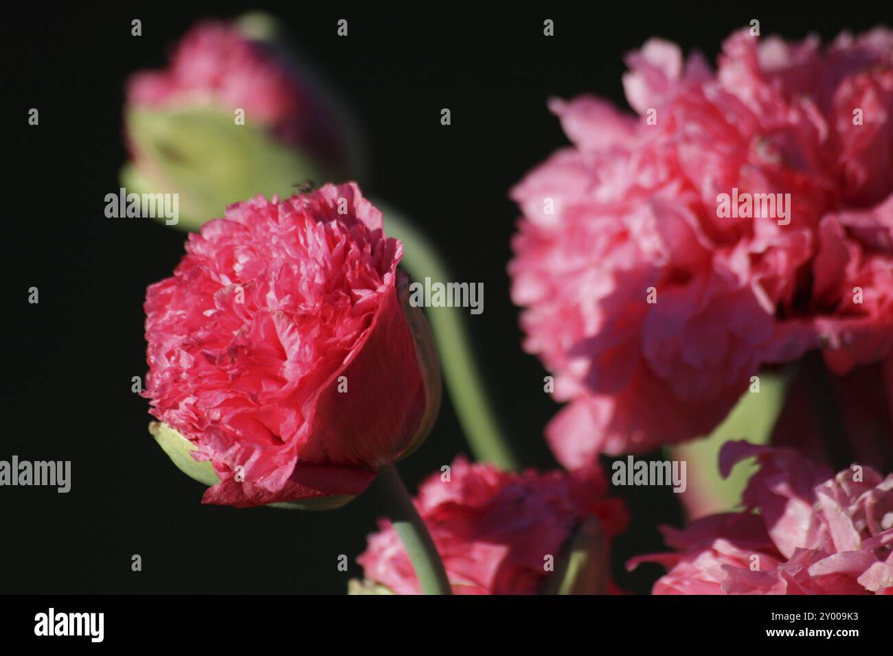 Mohn in Pink Stockfoto