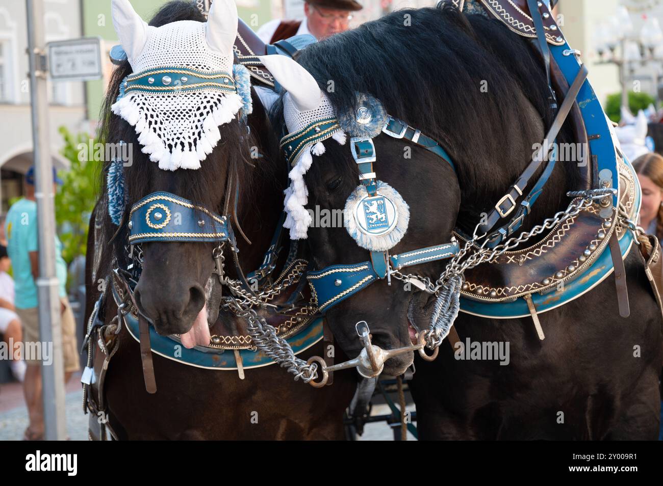 Traditionelles Volksfest in Mühldorf, Mühldorf am Inn, Oberbayern, Deutschland, August 30 2024, Nahaufnahme von zwei Brauereipferden, Loewen, Löwen, Löwen B. Stockfoto