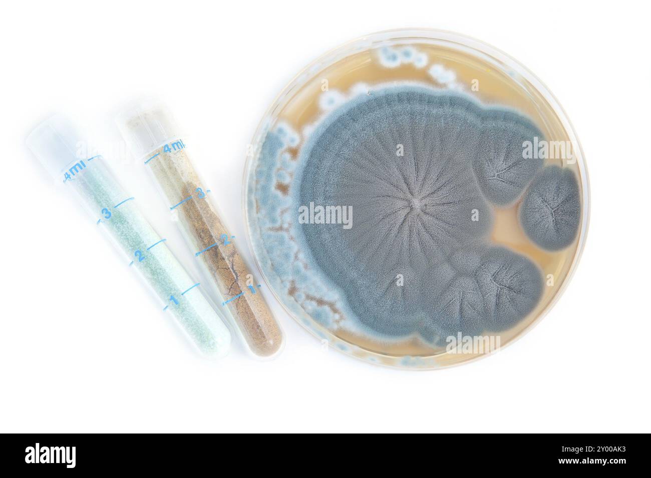 Penicillium-Pilzen auf Nährbodenplatte und Röhren mit Antibiotika auf weiß Stockfoto