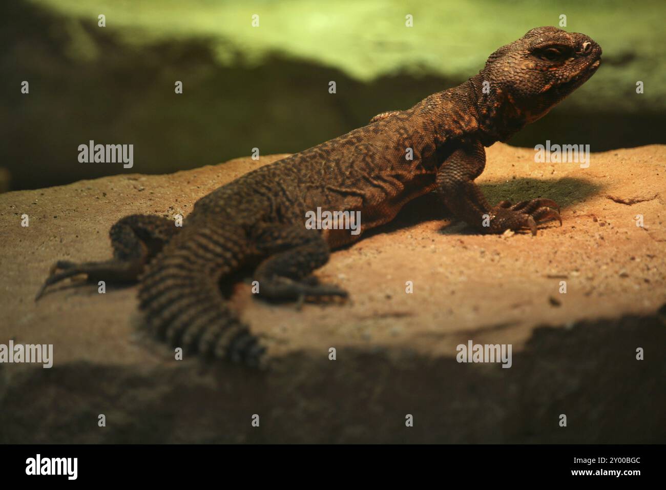 Drache mit Stachelschwanz Stockfoto