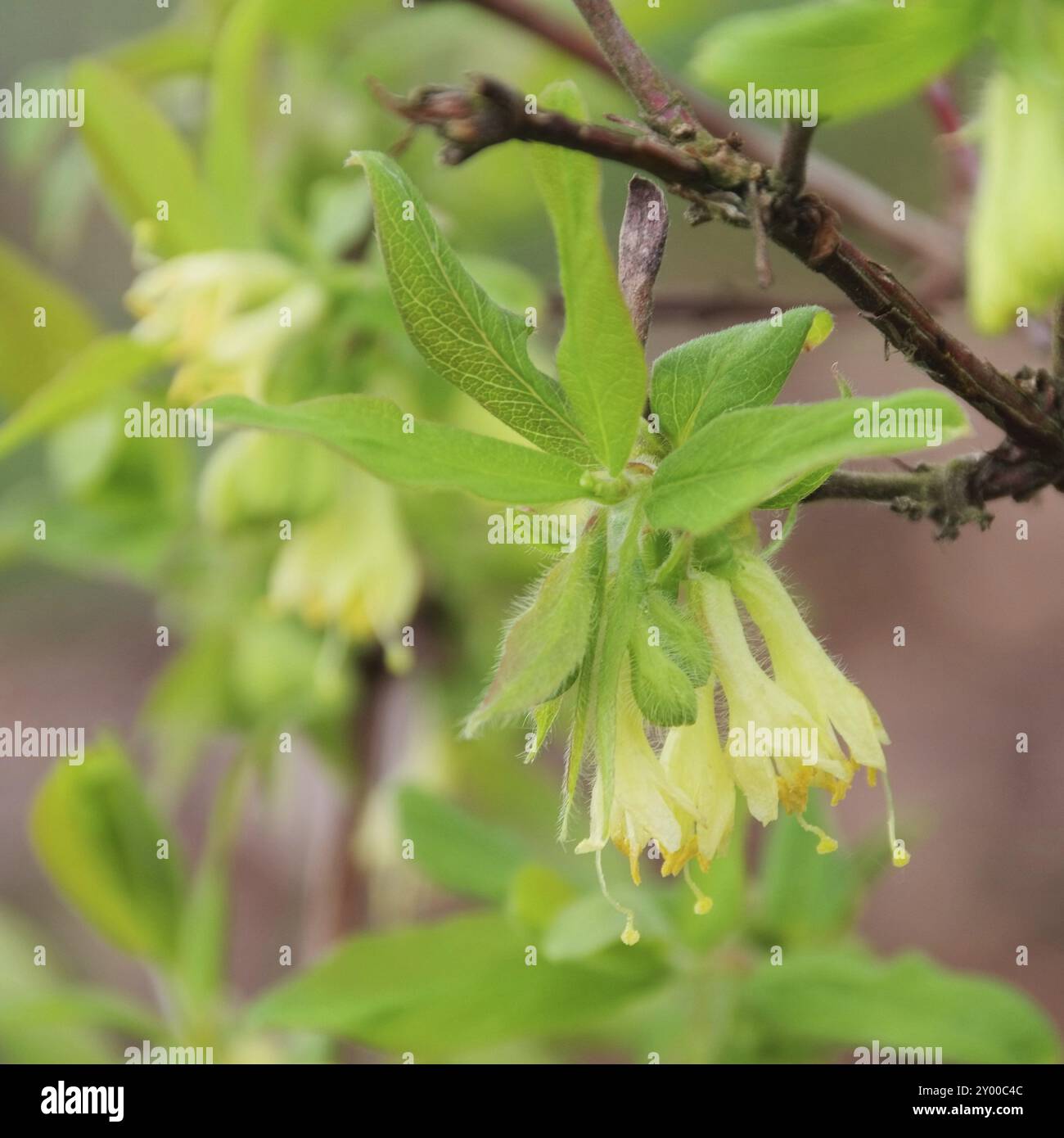 Mayberry Blume, Lonicera kamtschatica Blume 04 Stockfoto