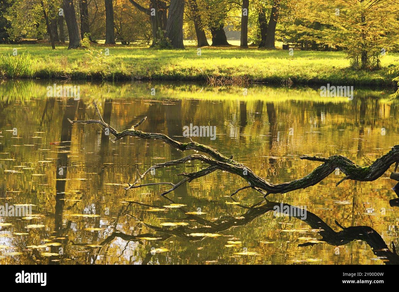 Lake Woerlitz Park, englisches Gelände am Lake Woerlitz 13 Stockfoto