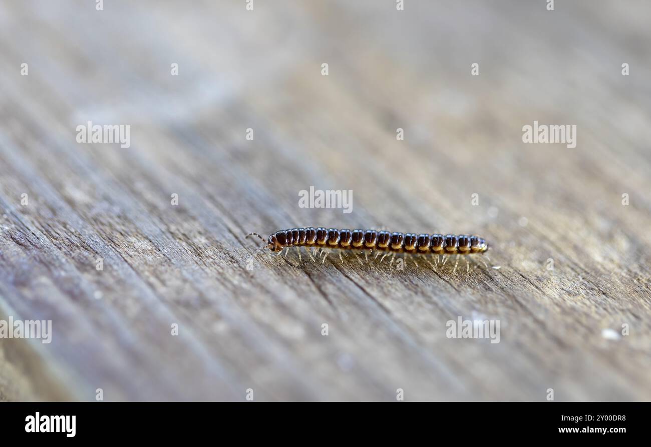 Der Treibhaushälfte Tausendfüßler (Oxidus gracilis), bekannt als Treibhaushälfte Tausendfüßler, kurz-Flansch Tausendfüßler oder Garten Tausendfüßler Stockfoto