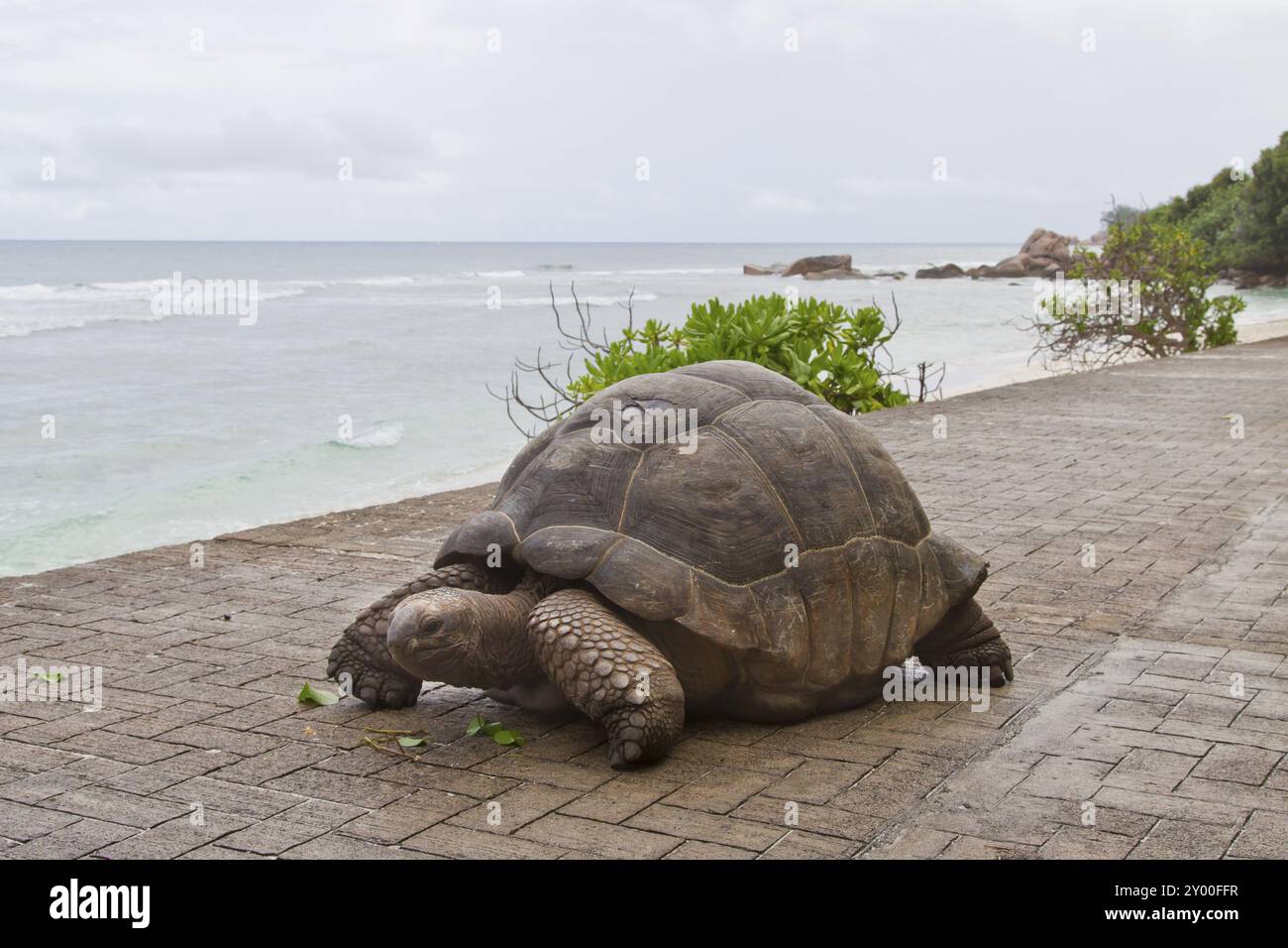 Aldabra Riesenschildkröte, Aldabrachelys, große seychellen-Schildkröte Stockfoto