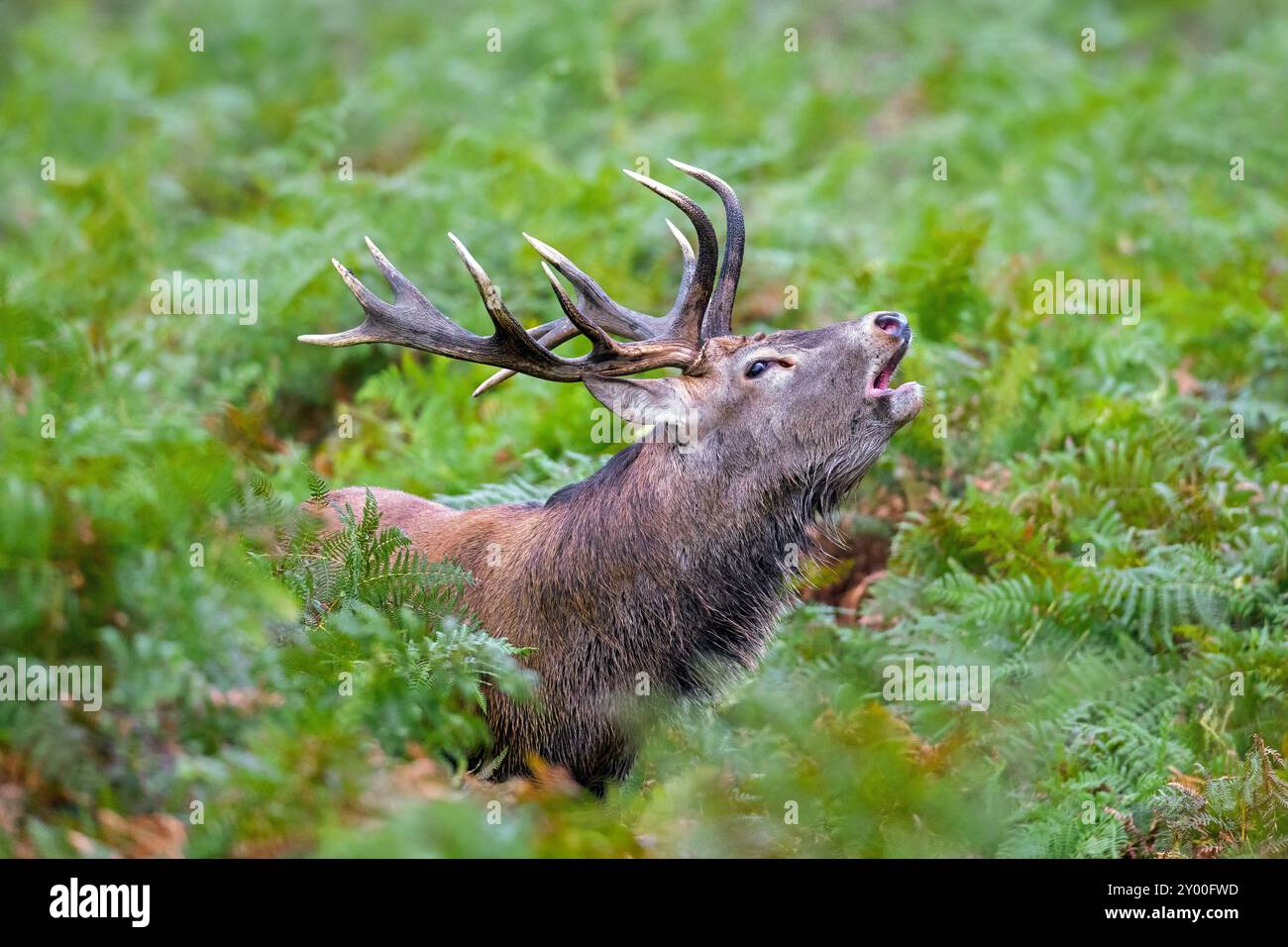 Rotwild (Cervus elaphus) Hirsch, der im Herbst/Herbst in England, Großbritannien, unter Bracken am Waldrand brüllt Stockfoto