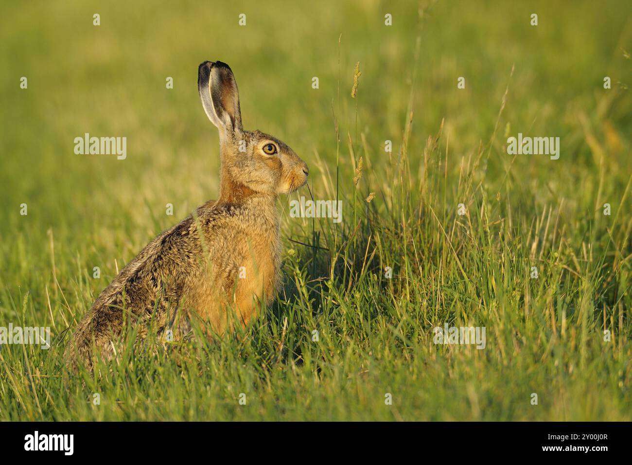 Europäischer Hase, Lepus europaeus, Deutschland, Europa Stockfoto