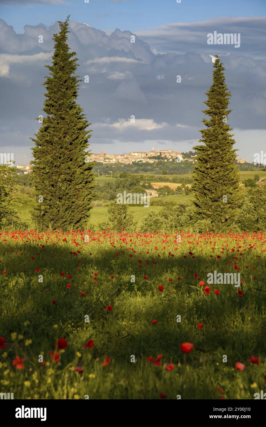 VAL D'ORCIA TUSCANY, ITALIEN, 19. MAI: Mohnfeld in der Toskana am 19. Mai 2013 Stockfoto