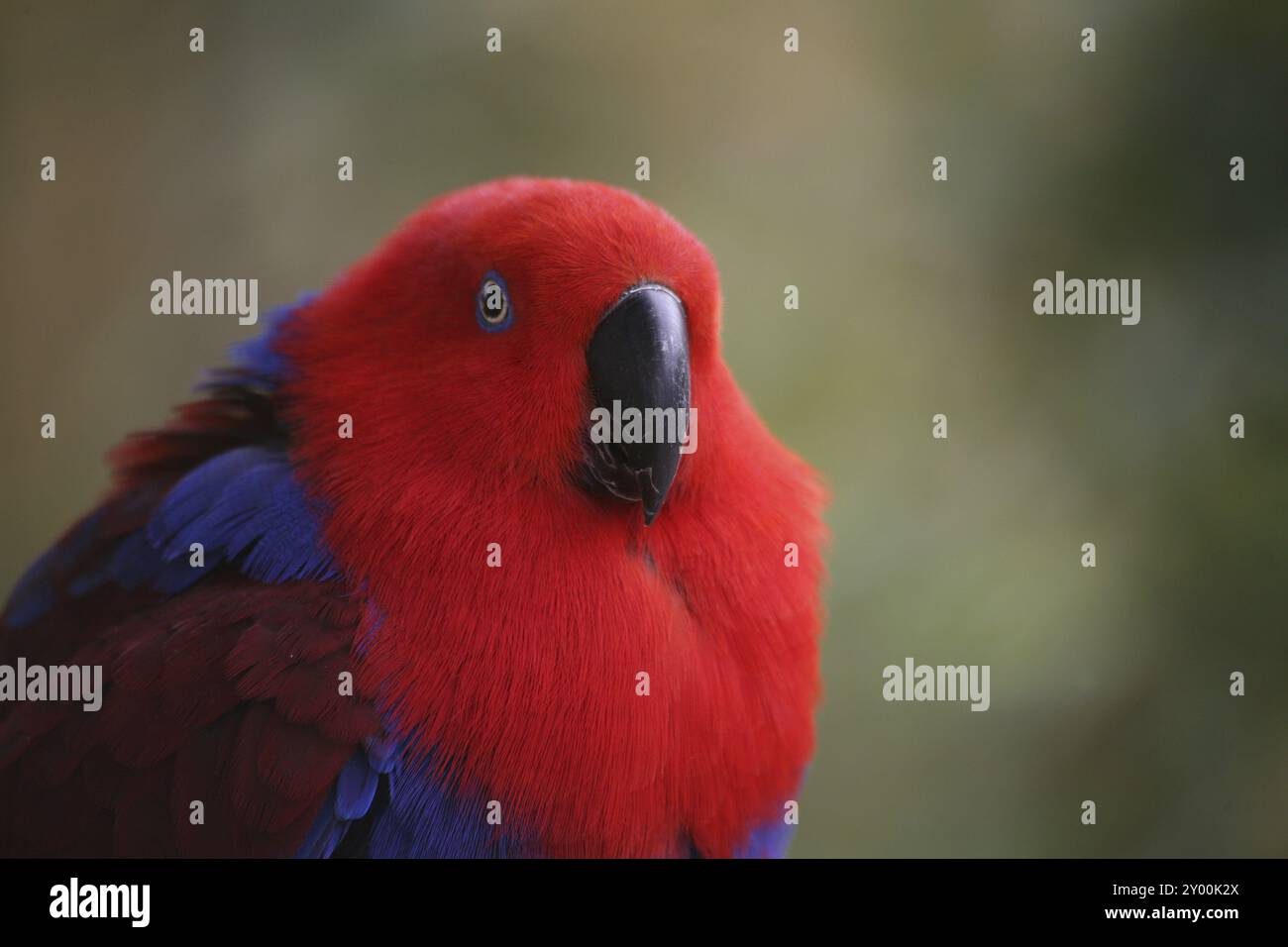 Eclectus roratus (Weibchen), das Männchen ist völlig anders gefärbt (grün mit roten Flanken und gelber Oberschnabel). Aufgrund dieser unterschiedlichen Farbgebung Stockfoto