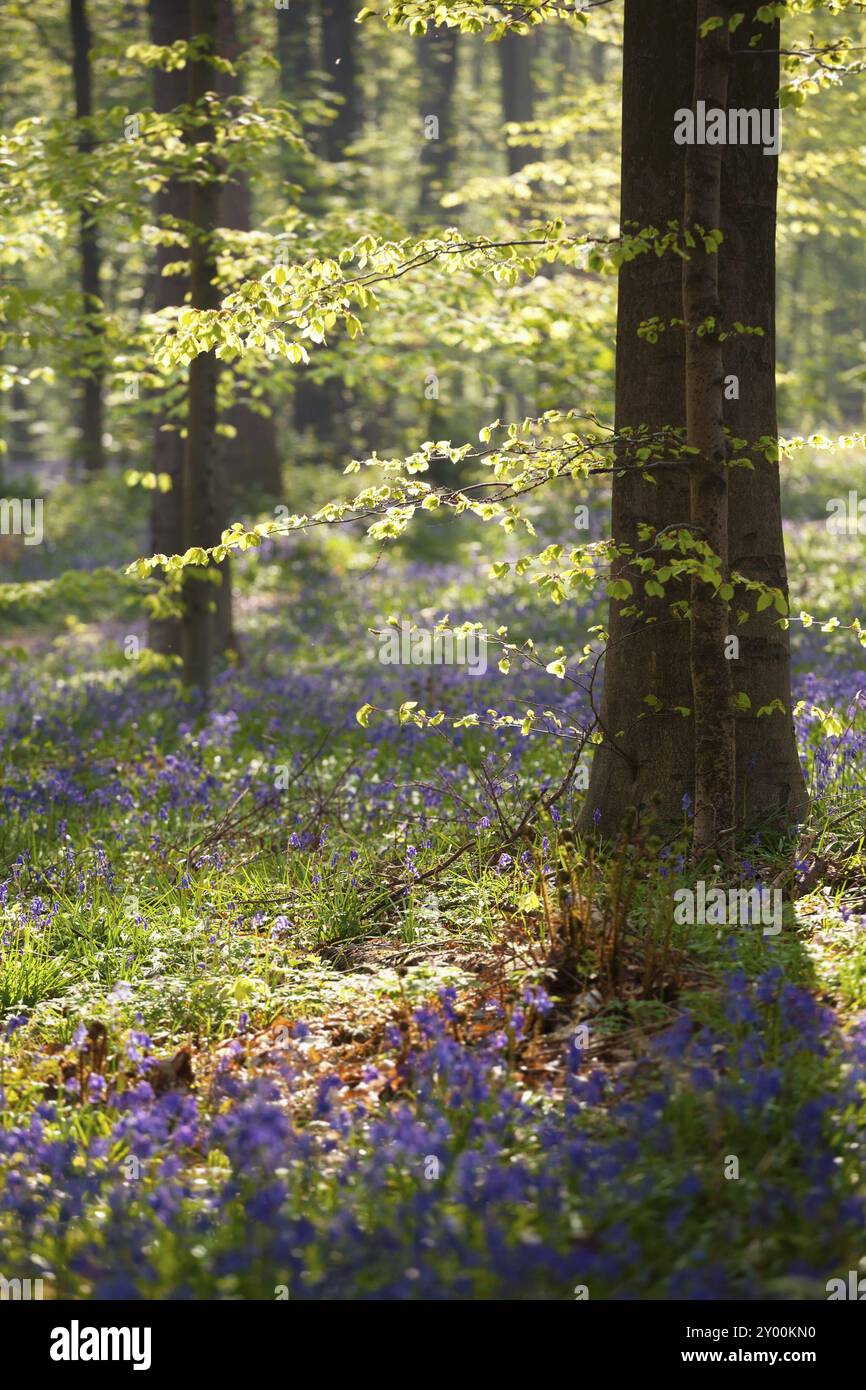 Morgensonne im Frühling blühenden Wald, Hallerbos, Belgien, Europa Stockfoto