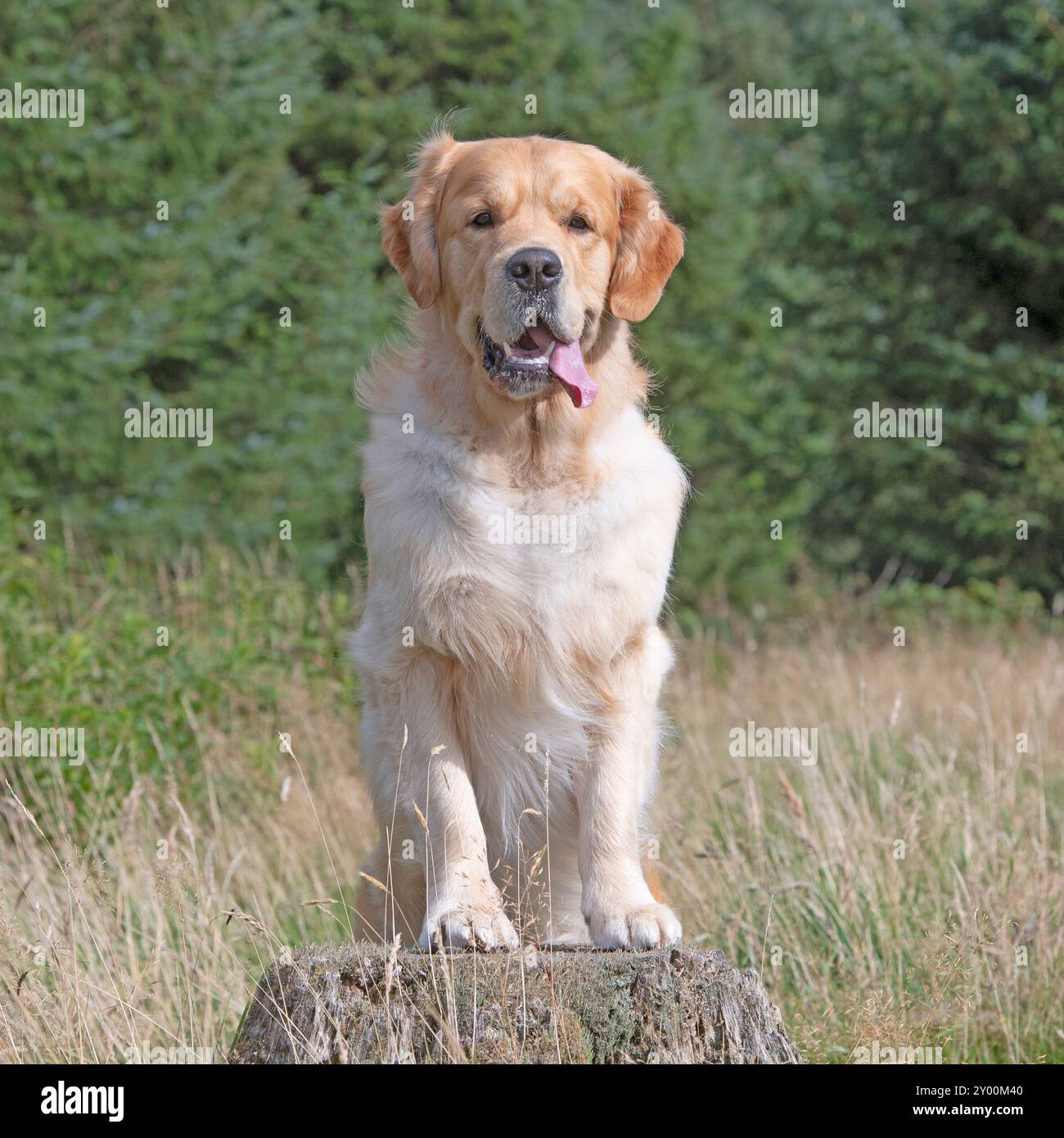 Golden Retriever Hund auf dem Land Stockfoto