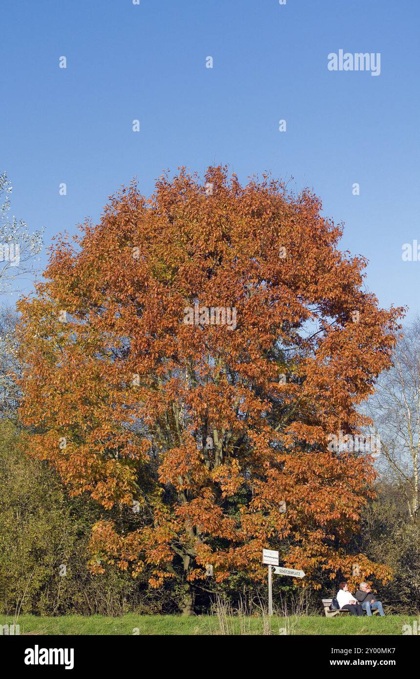 Laubbaum im Herbstkleid an einem sonnigen Tag. Ein Paar sitzt auf einer Bank am Fuß. Laubbaum im Herbst. Unter dem sitzenden Paar auf einer Bank Stockfoto