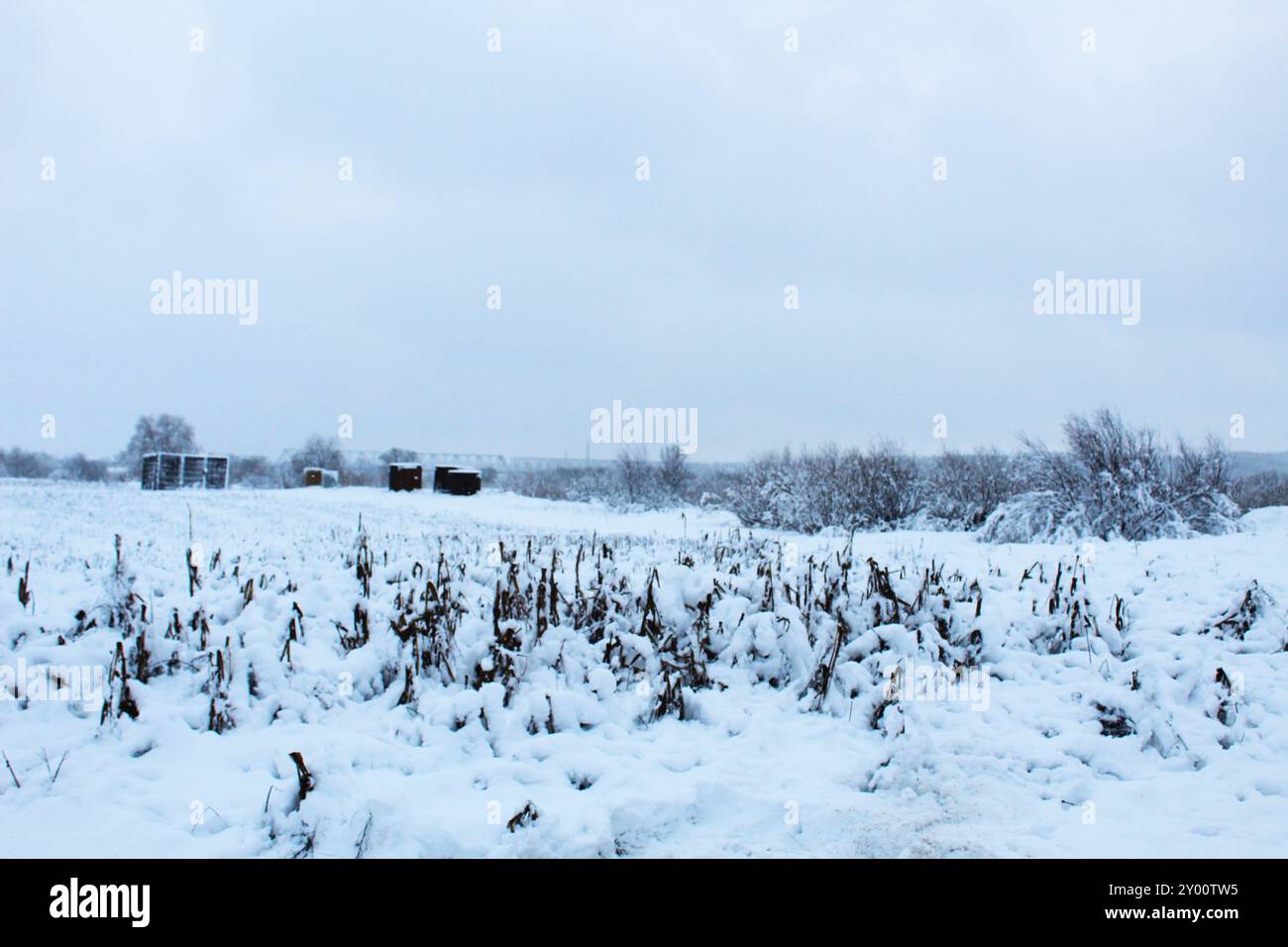 Feld unter dem Schnee. Landwirtschaftliche Winterarbeit. Schnee erwärmt die Winterpflanzen der Pflanze. Stockfoto