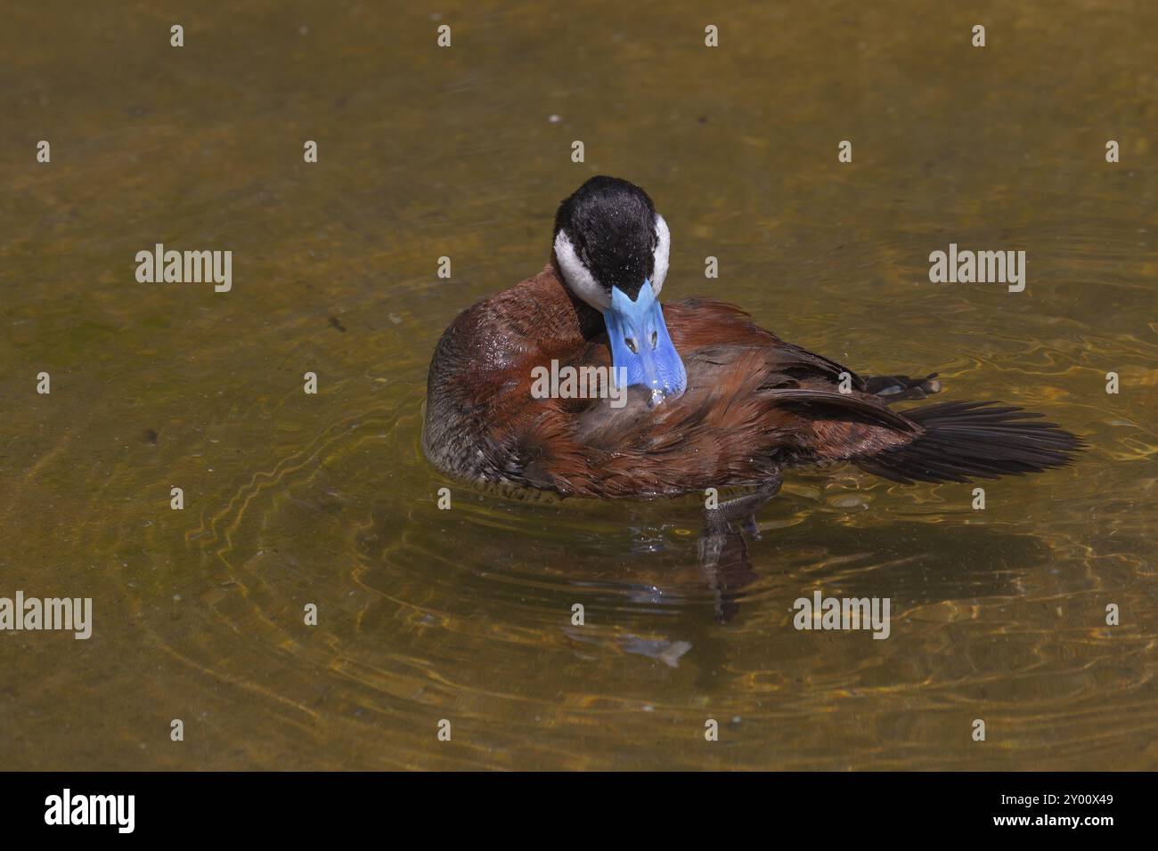 Die Ruddyente (Oxyura jamaicensis) ist eine Ente aus Nordamerika Stockfoto