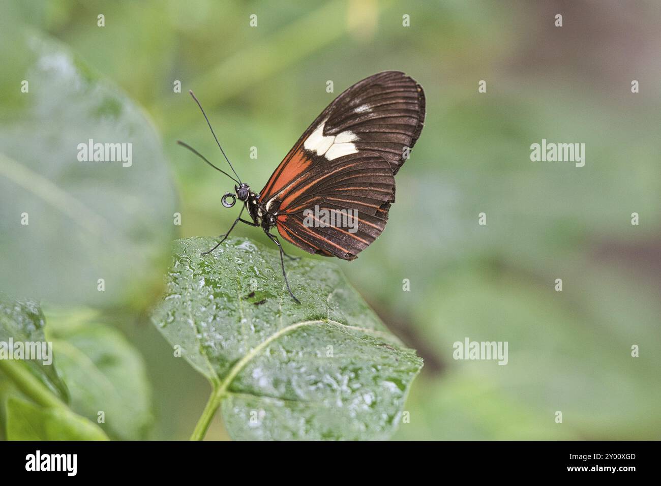 Exotischer Schmetterling auf einem Blatt. Zarter und farbenfroher Schmetterling. Farbenfroher Flügel und interessante Nahaufnahme mit vielen Details Stockfoto