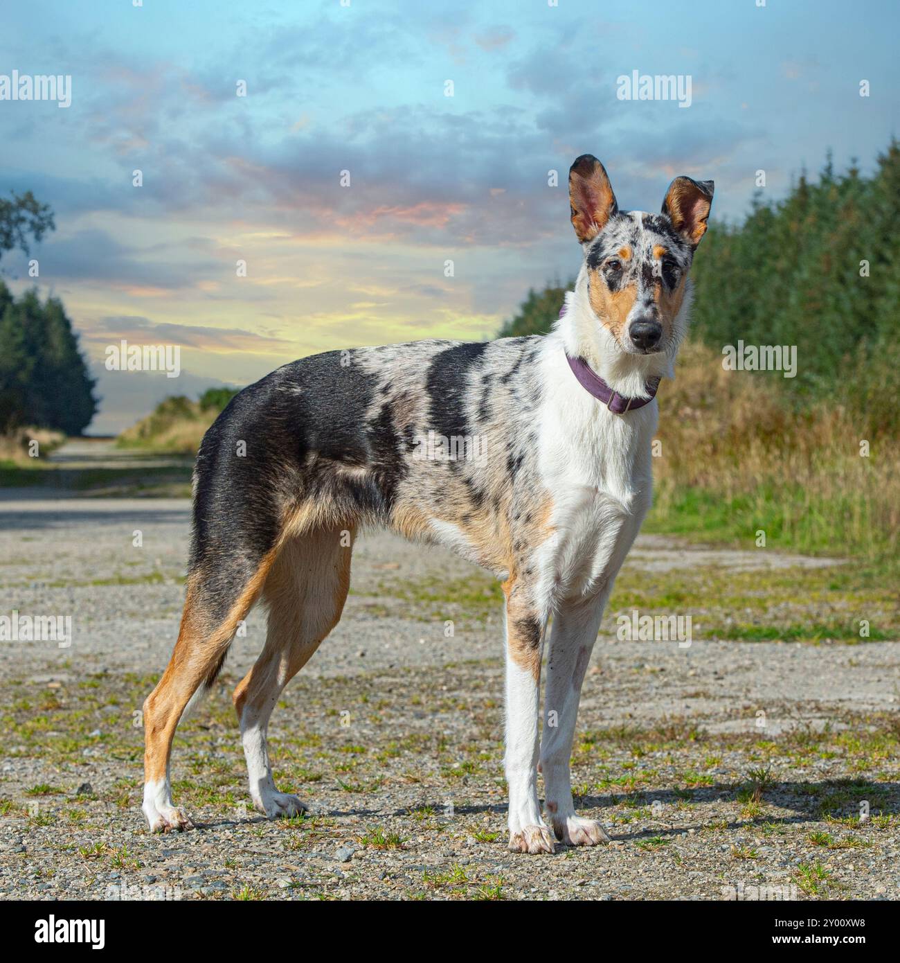 merle glatter Collie Hund auf dem Land Stockfoto