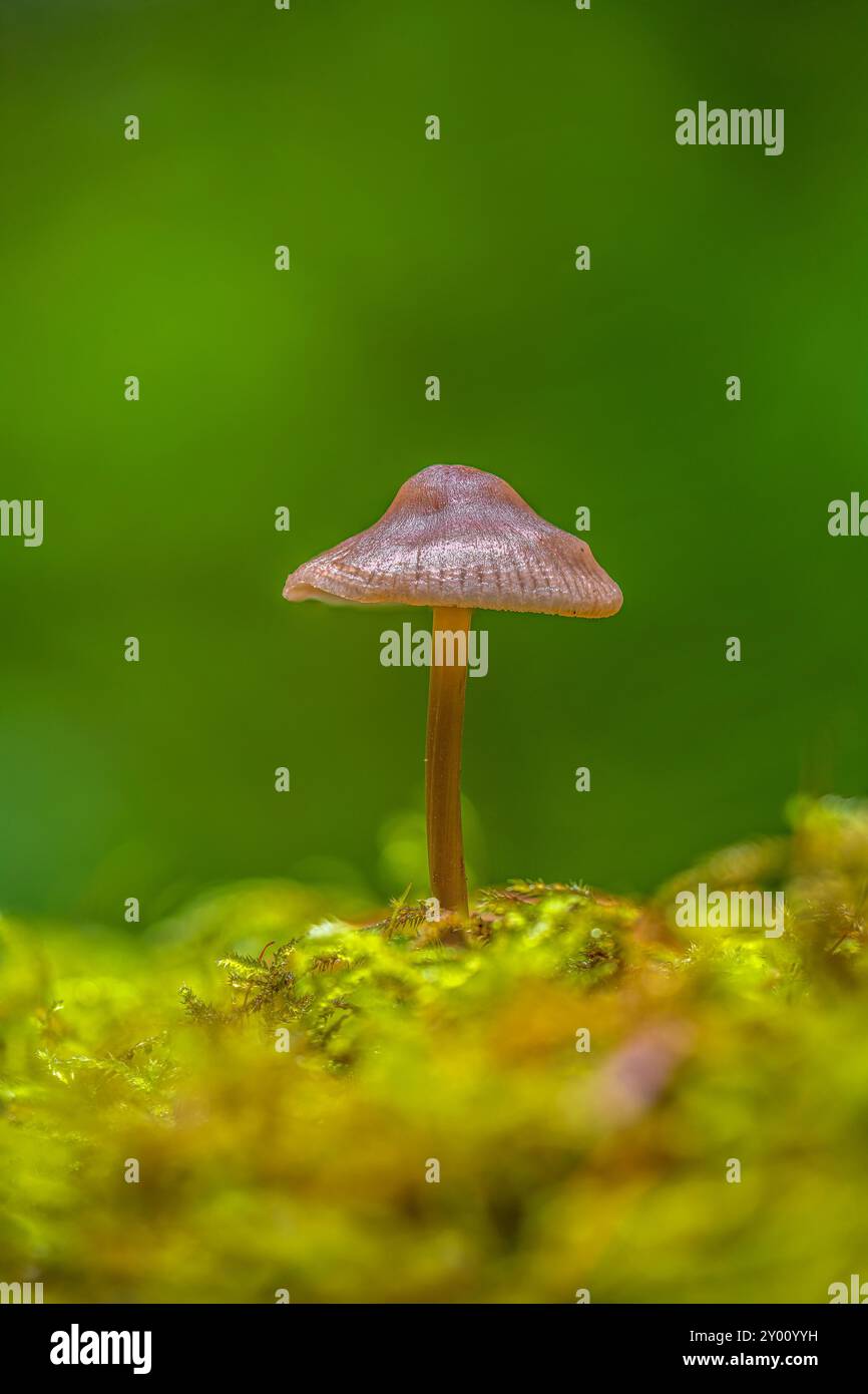 Eine Nahaufnahme eines winzigen Pilzes, der in einem Bett aus grünem Moos auf dem Waldboden wächst Stockfoto