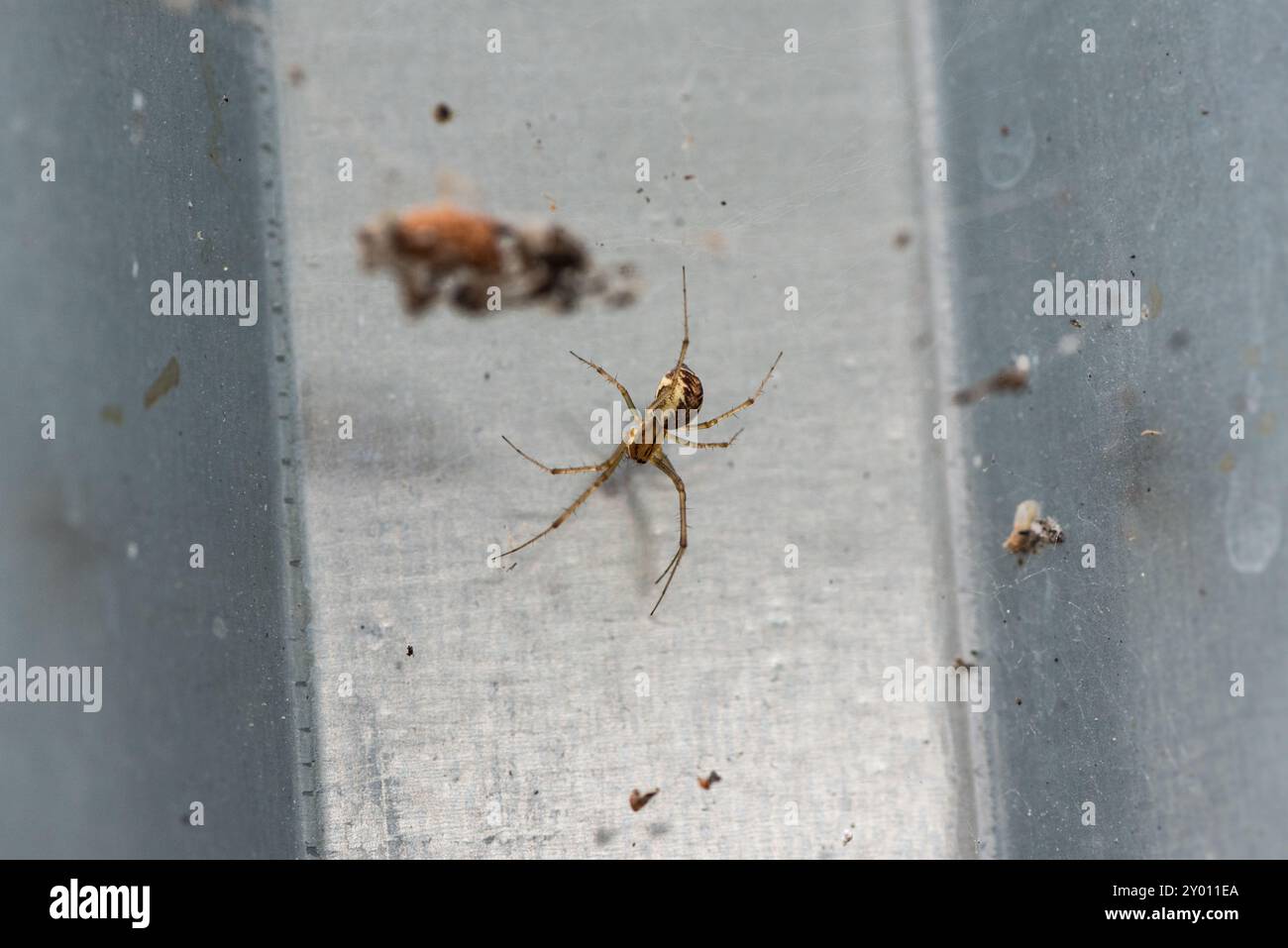 Der Hängematten-Weber (Linyphia triangularis) in seinem Web auf Chobham Common, Surrey Stockfoto