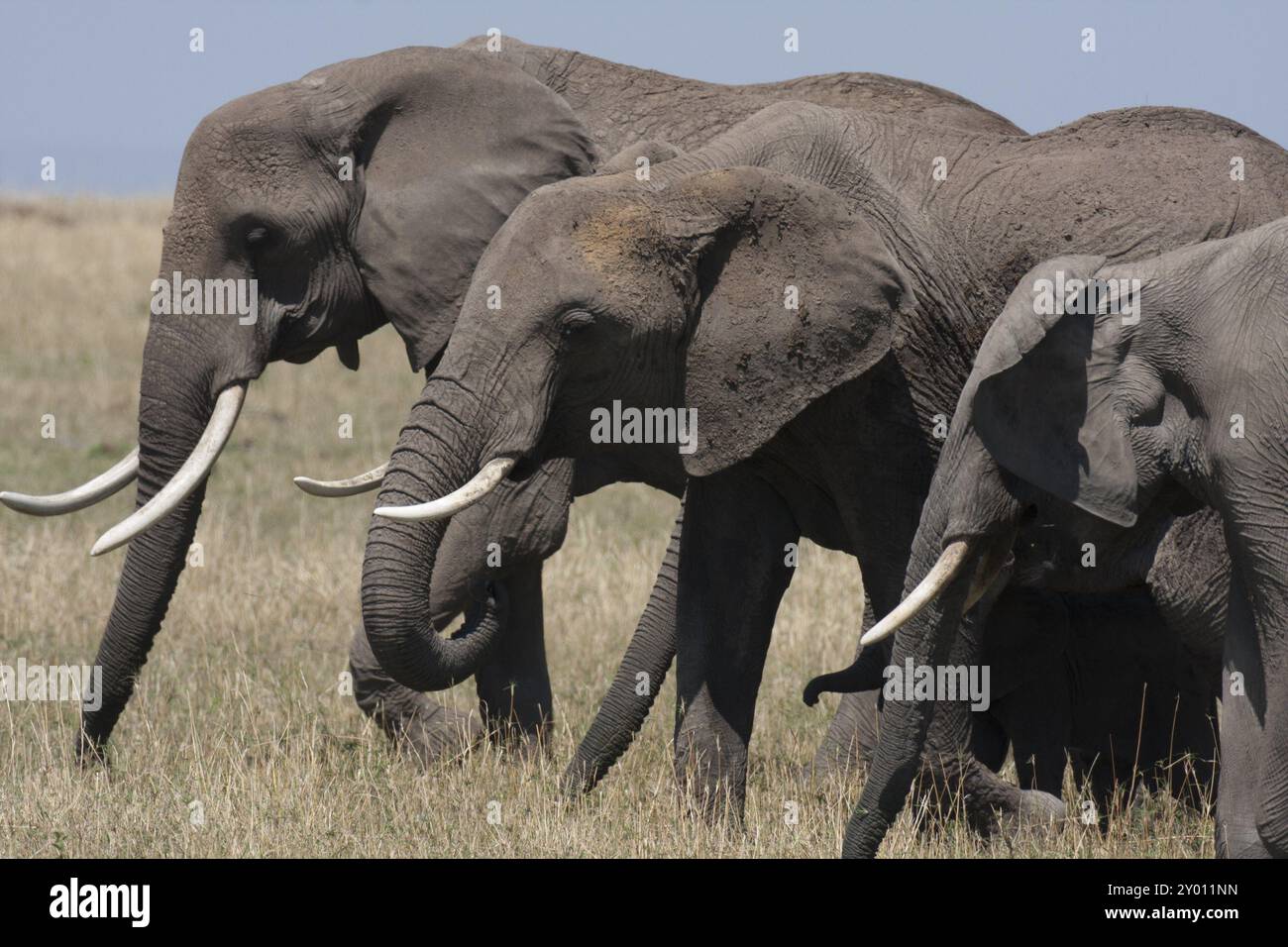 Eine Gruppe von drei afrikanischen Elefanten in der Masai Mara Stockfoto