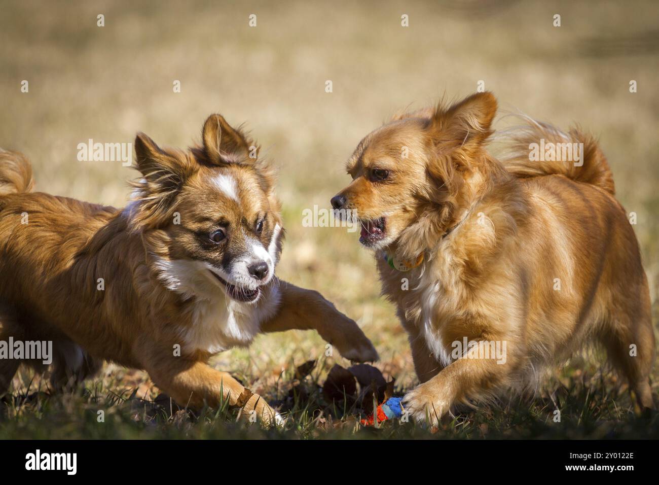 Zwei kleine Hunde spielen zusammen mit einem Ball auf einer Wiese. Die ganze Sache bei hellem Sonnenschein Stockfoto