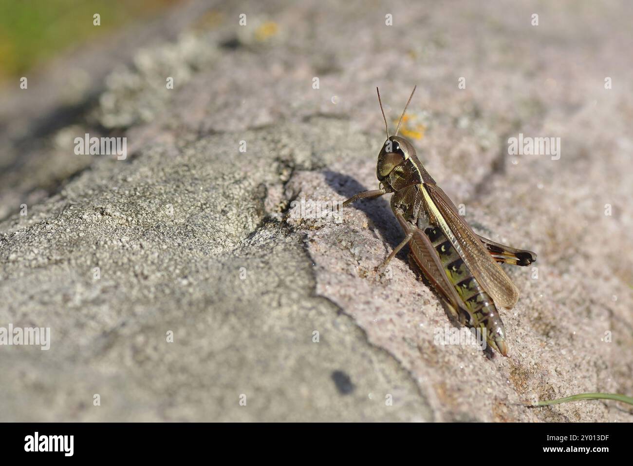 Seltene große Sumpfgrasscheuche Stethophyma grossum auf einer Wiese in schweden. Marsh Grashüpfer in Schweden Stockfoto