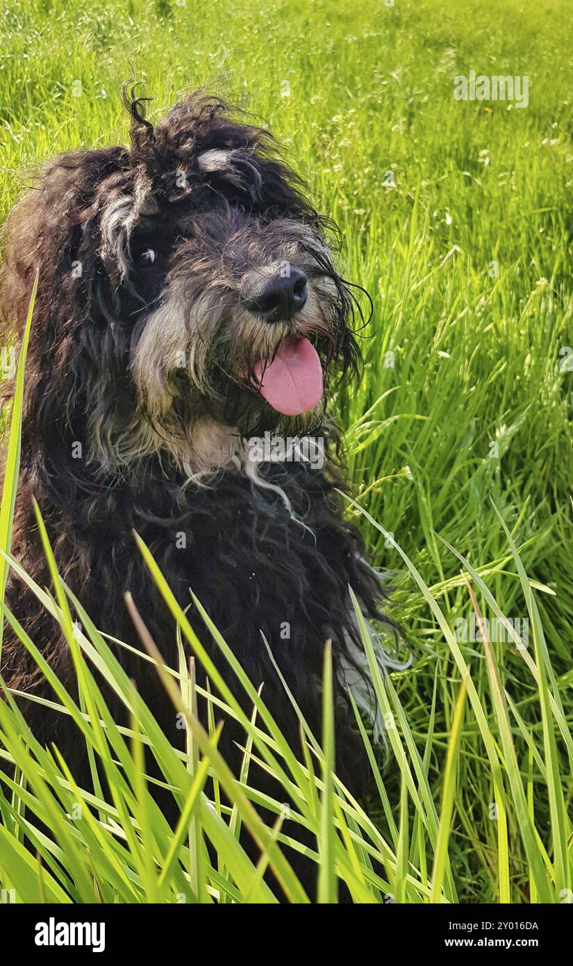 Goldendoodelhund sitzt auf der Wiese. Schwarzes Doodle mit Phantomzeichnung. Schönes, treues Haustier in der Natur. Tierfoto Stockfoto