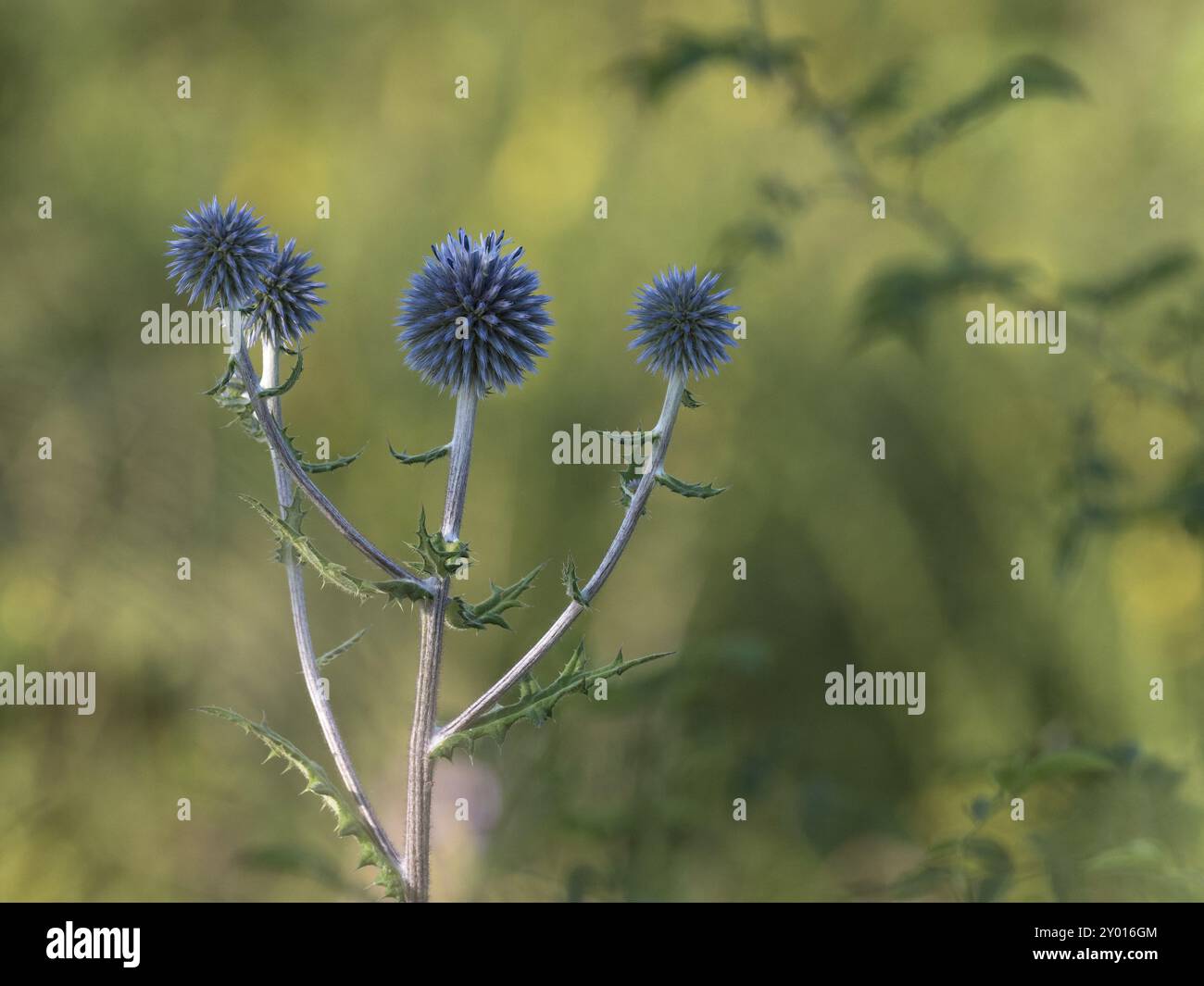 Glockendistel im Juli Stockfoto