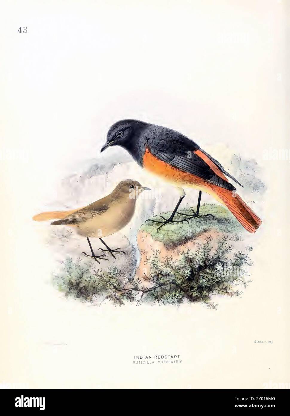 Wissenschaftliche Vintage-Illustration von zwei Vögeln, die auf einem Felsen stehen, mit verschwommenem Hintergrund Stockfoto