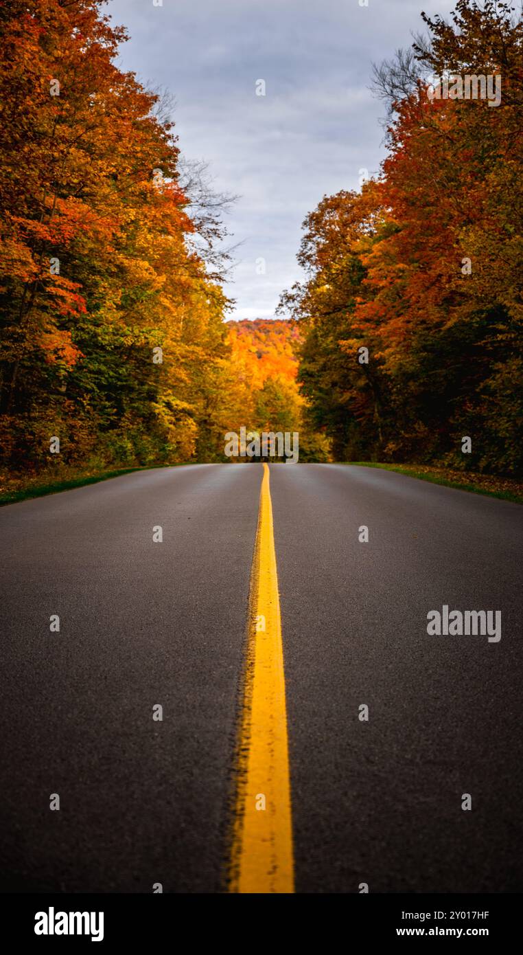 Blick auf die gelbe Straße, die im Herbst durch den Wald führt, Gatineau, Quebec, Kanada Stockfoto