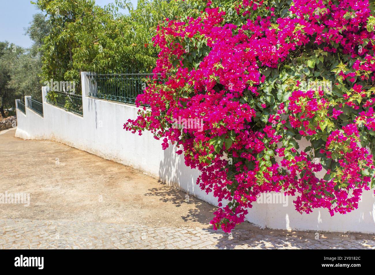 Rote bougainville Blumen blühen auf weiße Wand im Garten Stockfoto