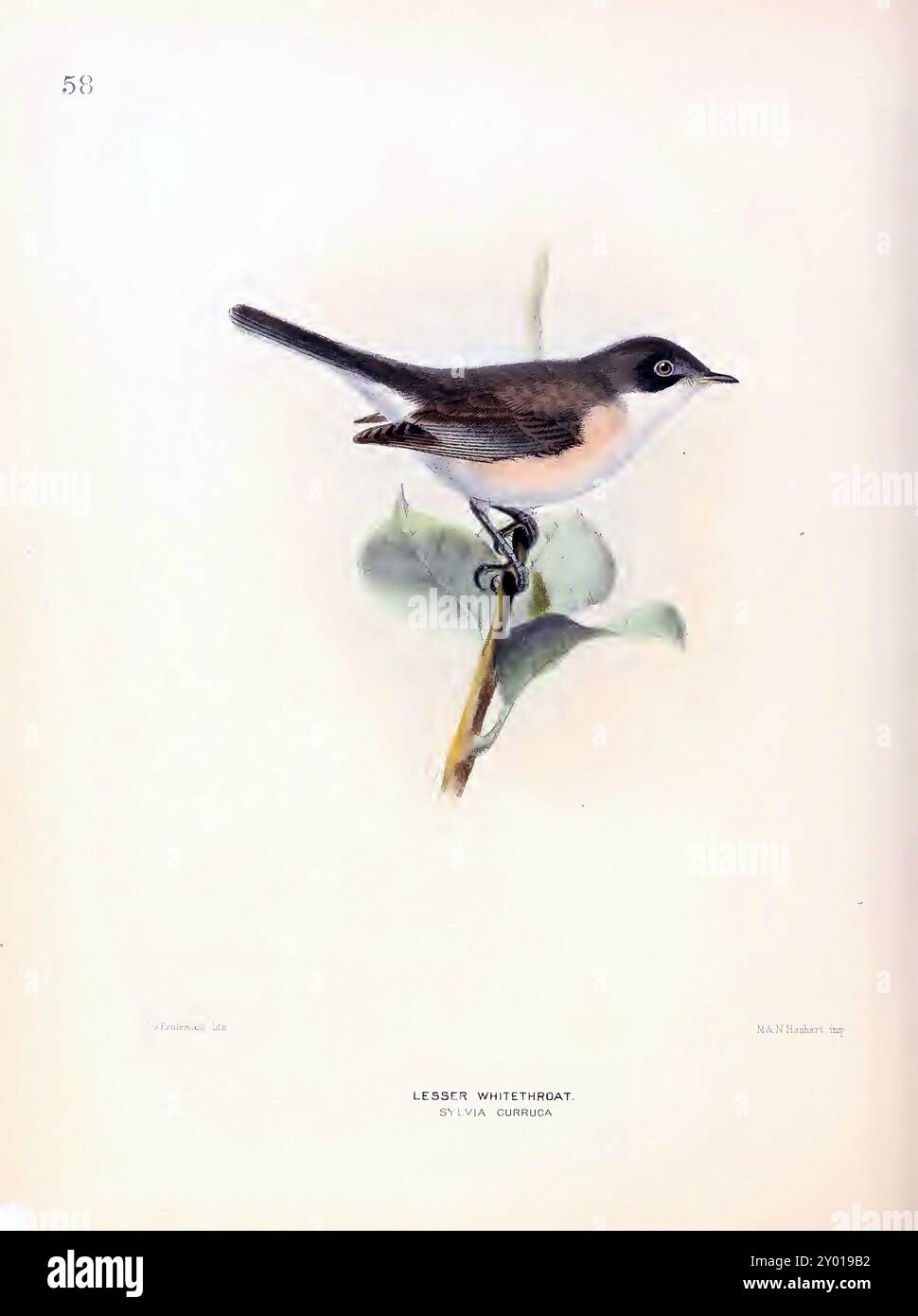 Wissenschaftliche Vintage-Illustration eines kleinen Weißroatvogels, der elegant auf einem zarten Zweig thront Stockfoto