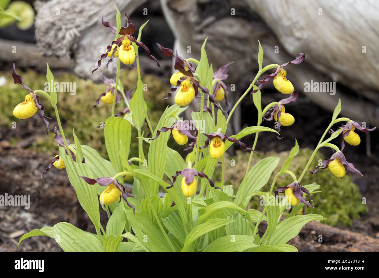 Turmkappe (Cypripedium) Stockfoto